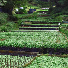 wasabi cultivation mountains